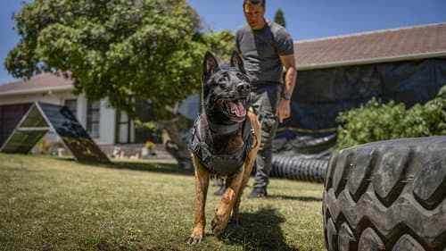 K9: Farkasok városa – 7. kép